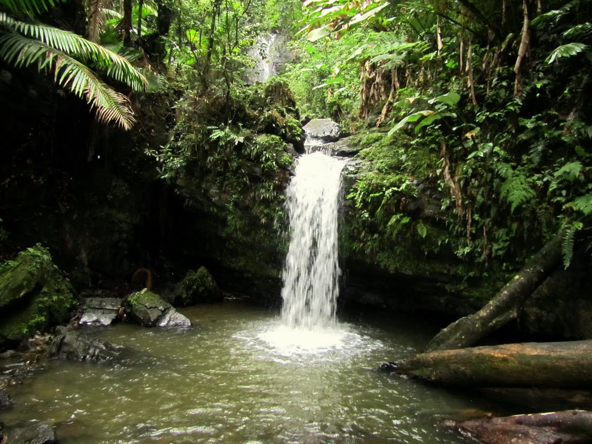 El Yunque National Forest featured image